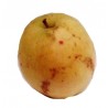 Reinette Marbrée de la Creuse