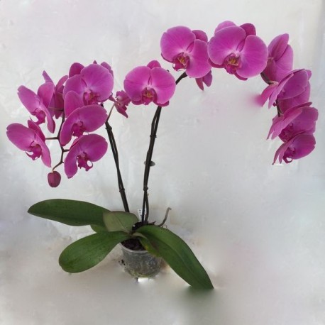 Orchidée géante