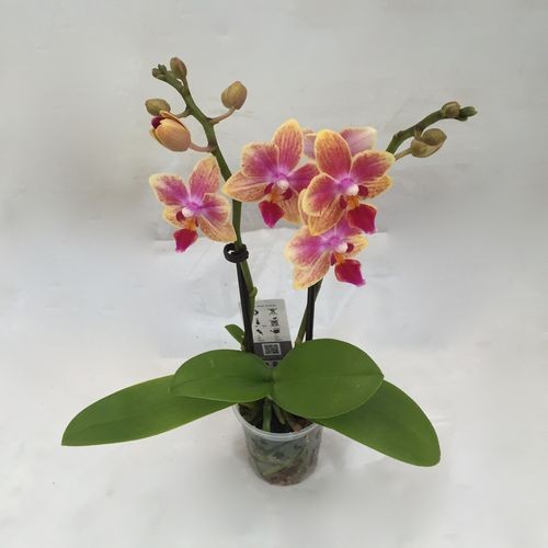 Orchidée mini - JARDINERIE GLOMOT