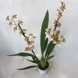 Orchidées variées collection