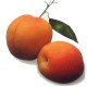 abricot luizet