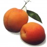 Luizet