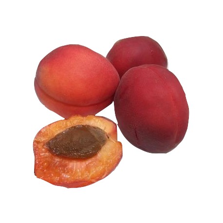 abricot rouge du roussillon