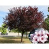 Prunus Pissardii