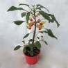 impatiens perroquet simple