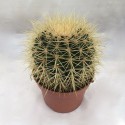 Cactus 'Coussin de belle-mère'