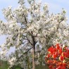 Pommier à fleur blanc