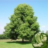 Tilleul des bois