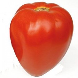 Tomate Fleurette