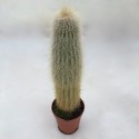 Cactus duveteux