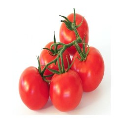 Tomate grappe greffée