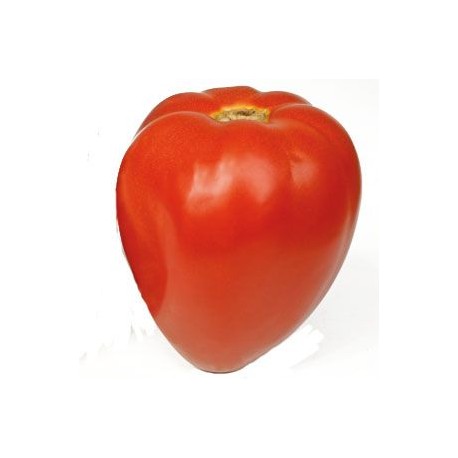 Tomate fleurette greffée