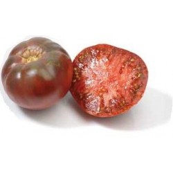 Tomate noire greffée