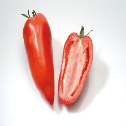 Tomate cornue greffée