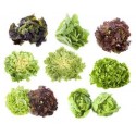 Mix salade 24  plants de saison