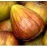 Madeleine des 2 saisons