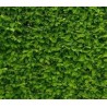 Charmille 60/80cm X10 + 1 GRATUIT