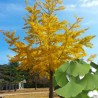 Ginkgo biloba