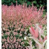 Saule crevette touffe