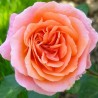 AMOUR DE MOLENE ® Adaruocal