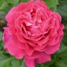 BERNADETTE LAFONT ® Sauvachild