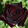 BLACK BACCARA ® Meidebenne