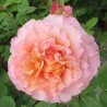 FOX TROT ® Tangust