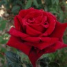 ROUGE ADAM ® Adahuin