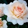 SWEET LOVE ® Harmisty