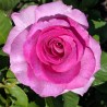 VIOLETTE PARFUMEE ® Dorient