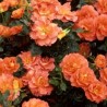 ORANGE SENSATION