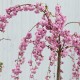 Prunus Kiku Shidare Sakura