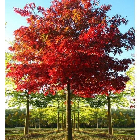 Chêne rouge ecarlate