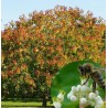 Arbre à miel Tetradium