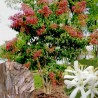 Heptacodium
