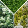 Haie semi persistante 10 plants (8-10m)