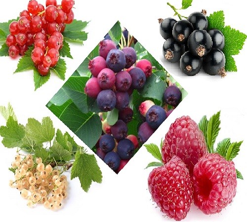 HEKI - Décor pour diorama - 5 Arbres fruitiers de 7cm - - HEK1965