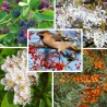 Haie abeilles et oiseaux 10 plants (8-10m)