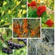 Haie permaculture biodiversité 10 plants (8-10m)