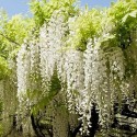 Glycine blanche