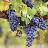 Vigne Muscat de Hambourg
