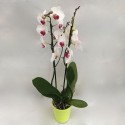 Phalaenopsis déco