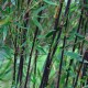 Bambou Fargesia Black Pearl (non traçant)