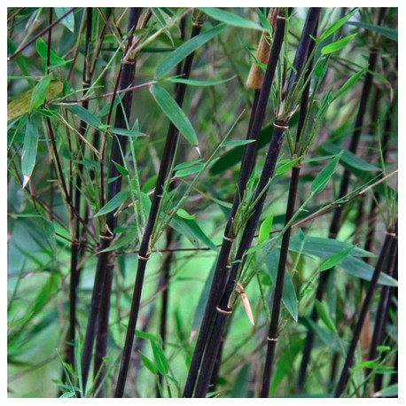 Bambou Fargesia Black Pearl (non traçant)