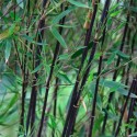 Bambou Fargesia Black Pearl (non traçant)
