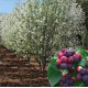 Amelanchier