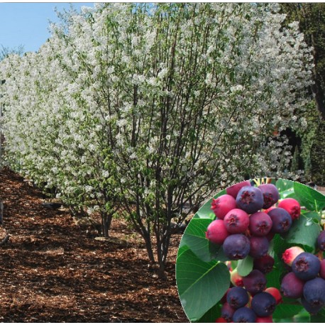 Amelanchier