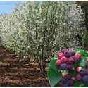 Amelanchier
