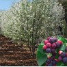 Amelanchier
