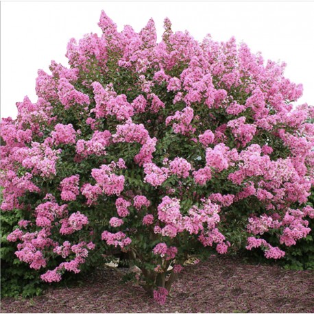 Lilas des indes lagerstroemia